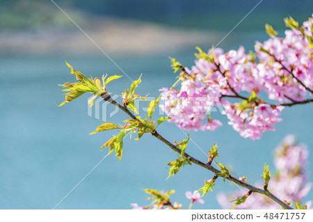 Kawazu Sakura (Yoritomo Cherry Blossoms) Kawazu Sakura (Yoritomo Cherry Blossoms) 48471757