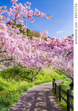 Kawazu Sakura (Yoritomo Cherry Blossoms) Kawazu Sakura (Yoritomo Cherry Blossoms) 48471758