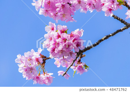Kawazu Sakura (Yoritomo Cherry Blossoms) Kawazu Sakura (Yoritomo Cherry Blossoms) 48471762