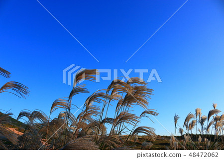 New Star Oreum, Eulalia, Autumn, View, New Star Oreum, Eulalia, Autumn, View, 48472062