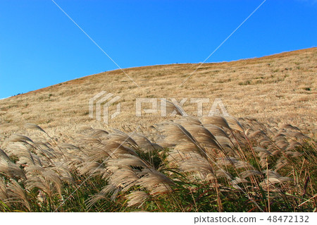 New Star Oreum, Eulalia, Autumn, View, New Star Oreum, Eulalia, Autumn, View, 48472132