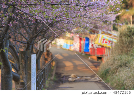 河津櫻花 48472196