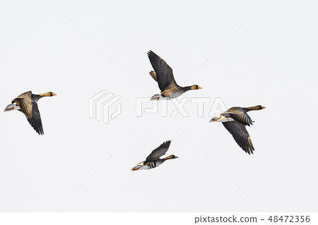 馬根的飛行 馬根的飛行 48472356