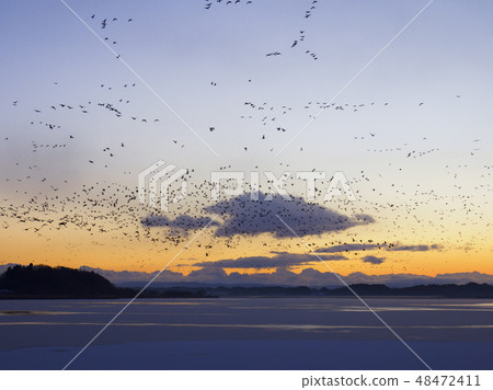 Izu-numa的野鵝的飛行 48472411