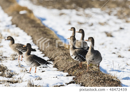 白額雁 白額雁 48472439