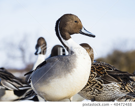 The male of the selfish gag 48472488