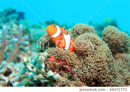 Clown anemonefish 48472773