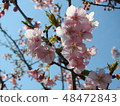 Cherry Blossom	 48472843