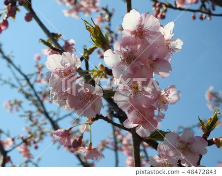 Cherry Blossom	 48472843