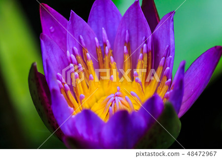 Water lily flowers 48472967