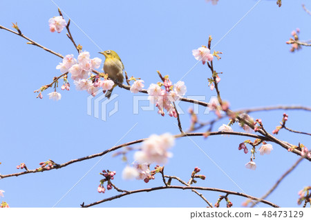 櫻桃樹 櫻桃樹 48473129