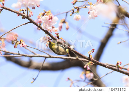 Cherry Blossoms	 48473152