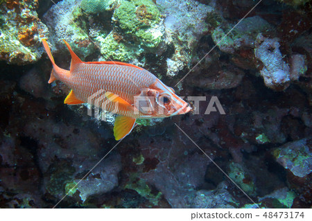 Togari Ebisu Togari Ebisu 48473174