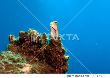 石垣青蛙 48473180