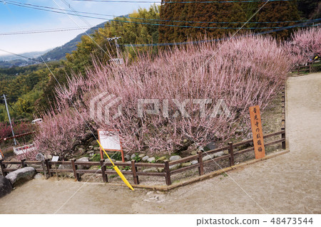 Omuta Pikkoji Wo Yongmei Omuta Pikkoji Wo Yongmei 48473544