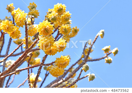 Mitumata花 Mitumata花 48473562
