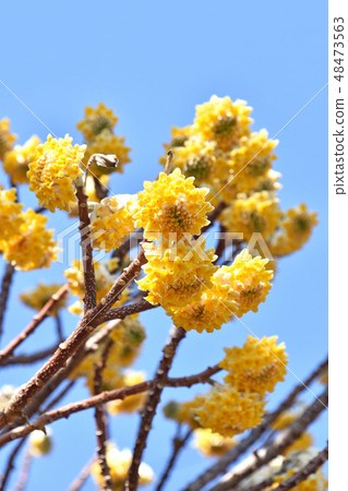 Mitumata花 Mitumata花 48473563