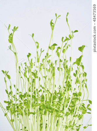 發芽 發芽 48473569