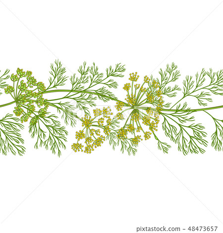 dill vector pattern 48473657