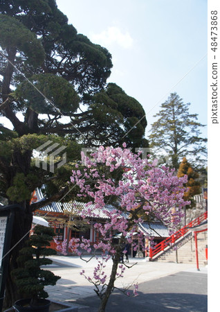 Red plum and pine (Nakayamadera Takarazuka City, Hyogo) Red plum and pine (Nakayamadera Takarazuka City, Hyogo) 48473868