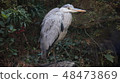 A hare come over at my pond. 48473869
