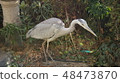 I came to our pond. 48473870