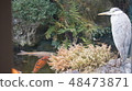 I am peeping at our pond. 48473871