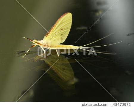 Kageru dragonfly insects small macro organisms summer insects 48473975