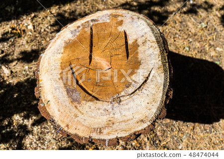 A cut pine tree in the park with a smile emoticon 48474044