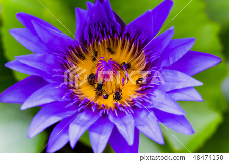 Bee, Lotus Water Lily, Animal, Honey, Insect Bee, Lotus Water Lily, Animal, Honey, Insect 48474150