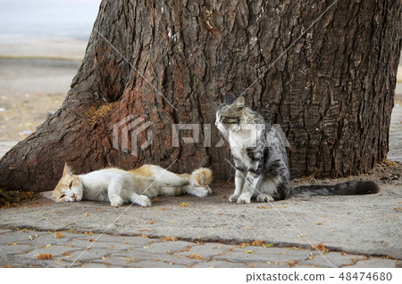 Two cats resting on tree trunk, Pune, Maharashtra 48474680