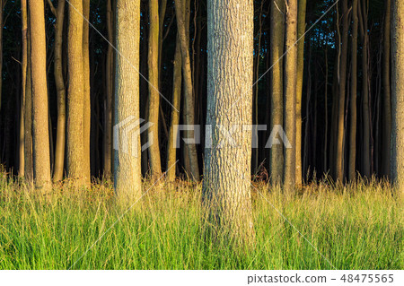 Coastal forest on the Baltic Sea coast Coastal forest on the Baltic Sea coast 48475565