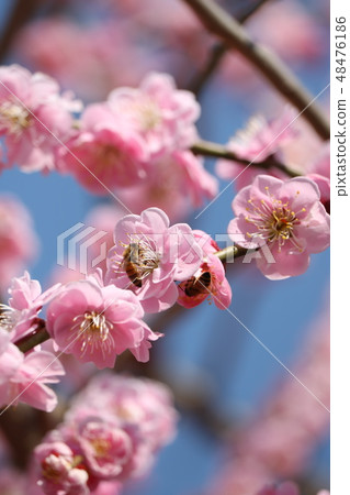 Plums and bees Plums and bees 48476186