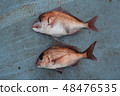 Above the Redwood and under the red sea bream 30 cm 48476535
