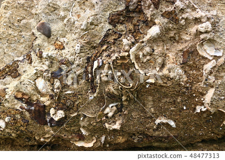 Fossil, layered shellfish fossil, Seogwipo, Fossil, layered shellfish fossil, Seogwipo, 48477313