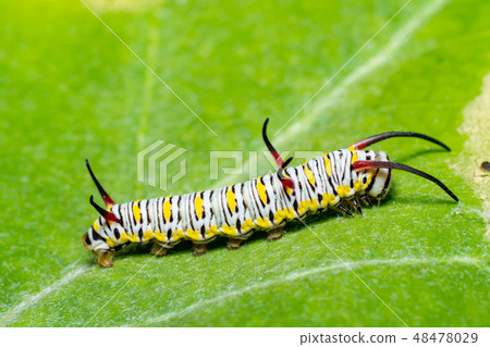 monarch butterfly caterpillar on leaf , Green back 48478029