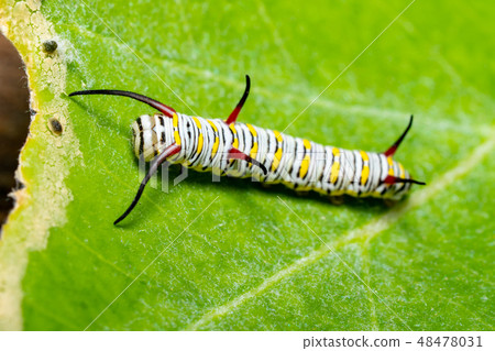 monarch butterfly caterpillar on leaf , Green back 48478031