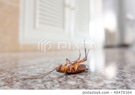 Dead cockroach on floor 48478164