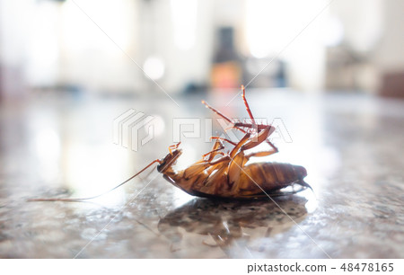 Dead cockroach on floor 48478165