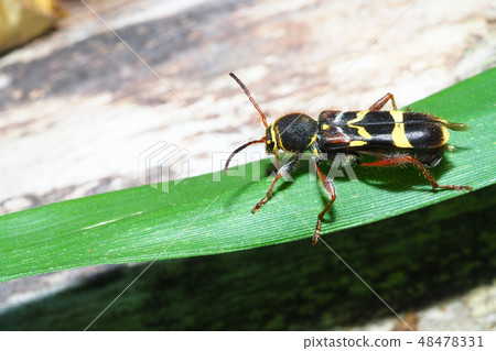 Kismisutarakamikiri Kismisutarakamikiri 48478331