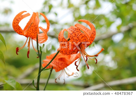 Konioni lily flowers Yamano grass Konioni lily flowers Yamano grass 48478367