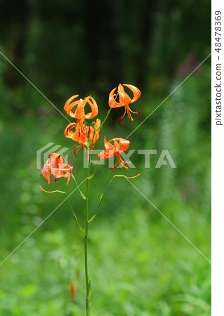 Konioni lily flowers Yamano grass 48478369