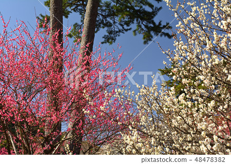 熱海廣場 48478382