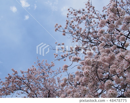  Cherry blossom blue sky 48478775