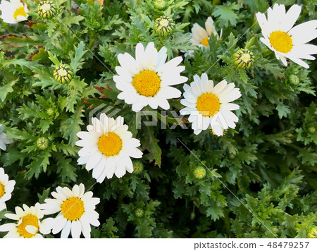 White flowers Margaret White flowers Margaret 48479257
