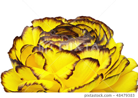 Ranunculus (depth synthesis) 48479383
