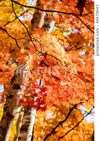 Togaku Shinto Togaku Shinto 48479643