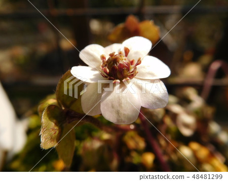 Saya Heavy - Snowgrass 48481299