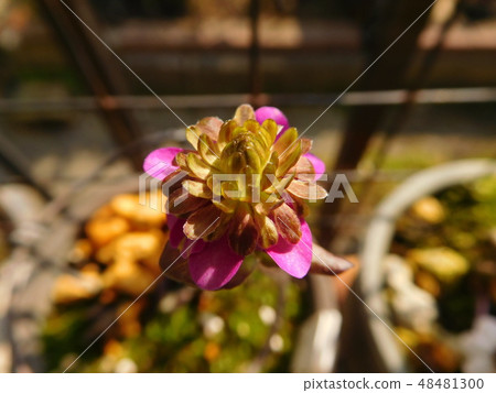 Red crown - snow race Red crown - snow race 48481300