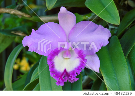 Beautifu in the garden. Orchid 48482129